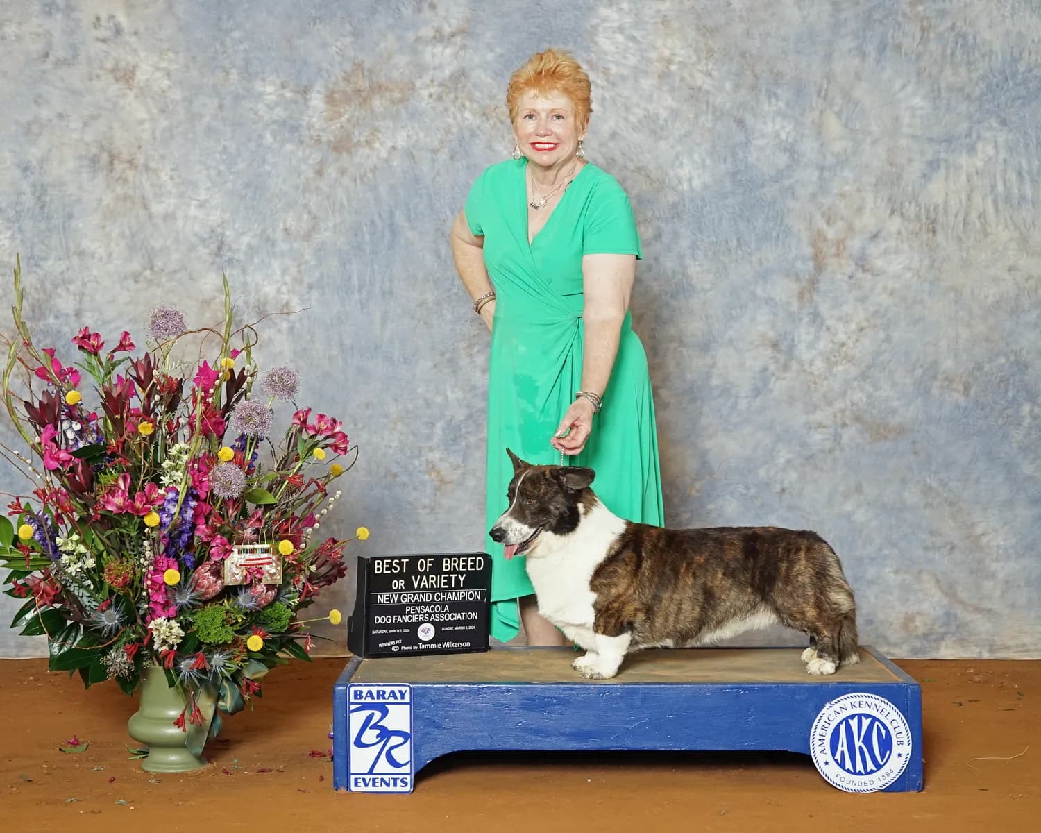 Davy, a grand champion Cardigan Welsh Corgi at Pondside Kennels