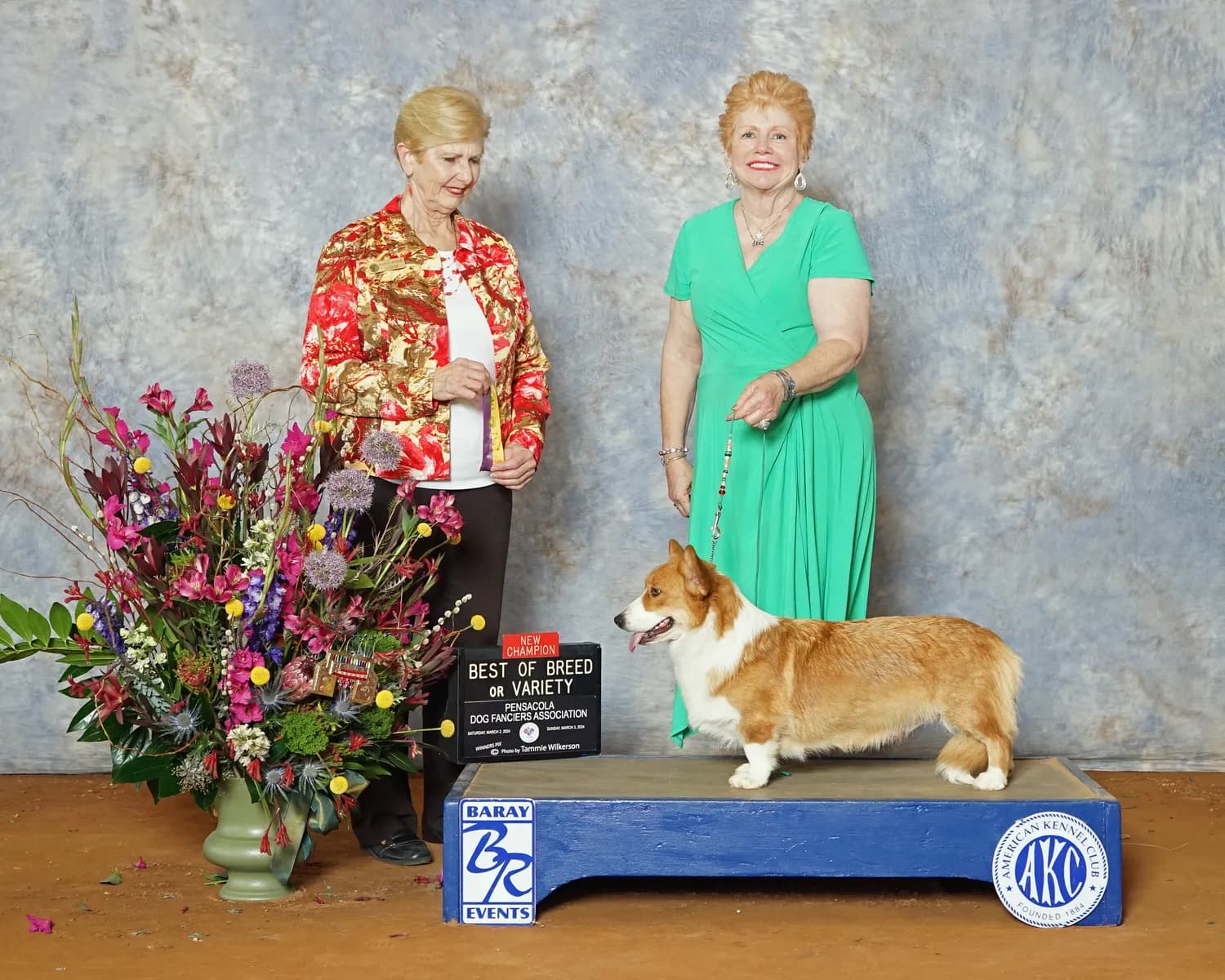 Nova, a champion Cardigan Welsh Corgi