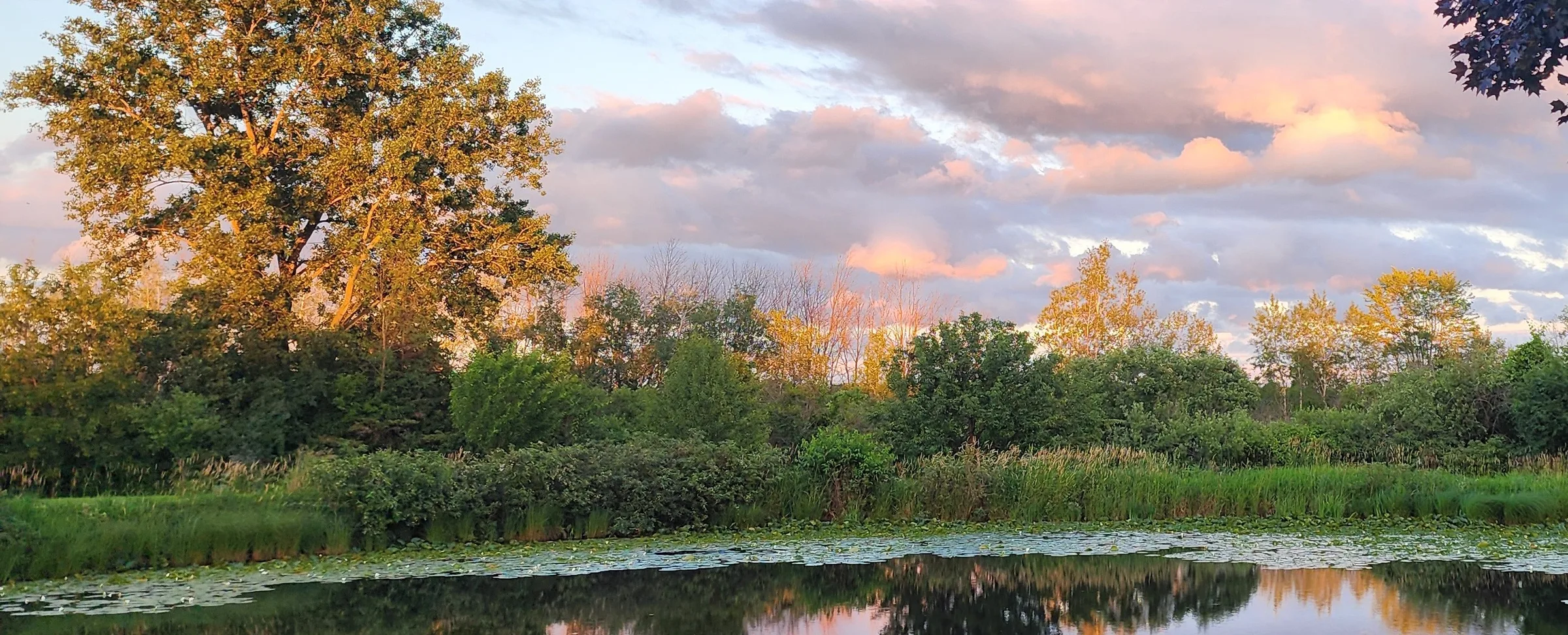 The pond at Pondside Kennels in the Wisconsin countryside